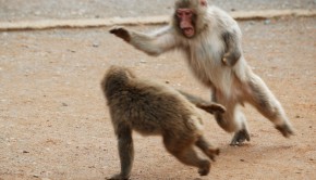 3727217269_9a4f54ef3d_o